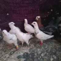 چند تا کفتر های شهرستانی فروشی