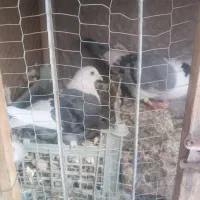 ۷۰کبوتر جفت گاه وهوایی|پرنده|تربت جام, یحیی آباد|دیوار