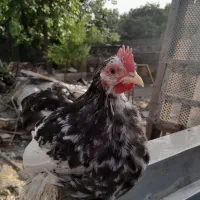 فروش خروس کوشین