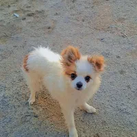 سگ پامر روباهی ماده 4 ماهه قیمت پیشنهادی