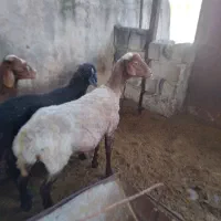 کایی دوقلوزا ابستن شیرکرده فوق العاده شکم اول