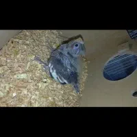 جوجه عروس هلندی