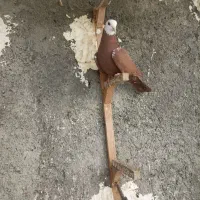 کفتر کبوتر رنگی زرد سرخ جوکی سینه