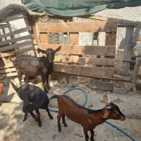 بز مور سیاه