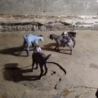 بزغاله شیری نر