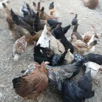مرغ|حیوانات مزرعه|ازنا, |دیوار