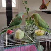 کاسکو ارا شاه طوطی ملنگو ارا راهب|پرنده|شیراز, تندگویان|دیوار