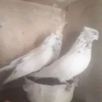 کبوتر پرشی اس|پرنده|مهدی شهر, |دیوار