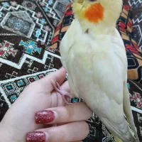 جوجه عروس هلندی