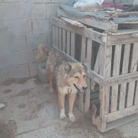 واگذاری سگ گله ای|سگ|بندر گناوه, |دیوار