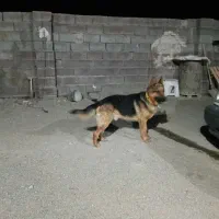 سگ ژرمن