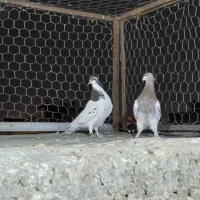 کفتر|پرنده|شیراز, کوشک میدان|دیوار