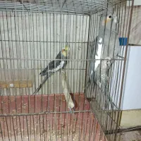 جفت عروس هلندی