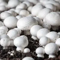 قارچ دکمهای