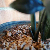 زاموفیلیا سوپر بلک و گلهای حراج|گل و گیاه طبیعی|تهران, امانیه|دیوار