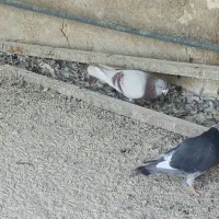 کبوتر پیازی|پرنده|خشت, |دیوار