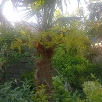 گل های تکی و چندتایی|گل و گیاه طبیعی|کلاچای, |دیوار