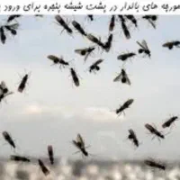 سمپاشی مورچه بالدار