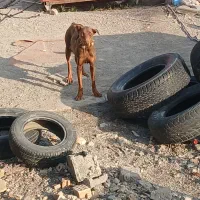 توله دوبرمن اصیل|سگ|مشهد, سجاد شهر|دیوار