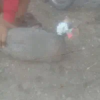 یک جفت مرغ شاخدار به فروش می رسد