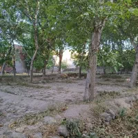 باغ در اسفنجان اسکو|فروش زمین و ملک کلنگی|اسکو, |دیوار