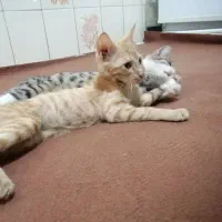 دو گربه خوشگل واگذار میشود