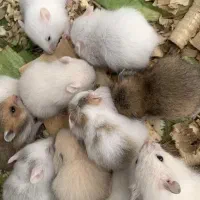 همستر فسقلی