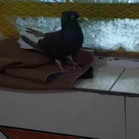 دم‌سفید اشعل