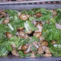 حلزون|خزنده|تهران, فلاح|دیوار