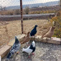 9عدد کفتر جنگنده اتوم|پرنده|تاکستان, |دیوار