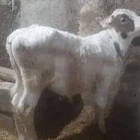 گوساله نر سمینتال قطع شیر درجه یک
