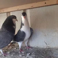 کبوتر دمگیر زری