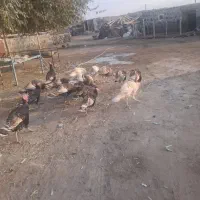 ۱۰عدد بوقلمون|حیوانات مزرعه|بازرگان, |دیوار