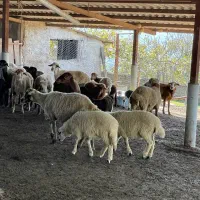 گوسفند دوقلو زا بره نر و ماده