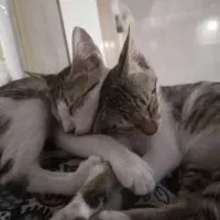 دوعدد بچه گربه اهلی|گربه|بندرعباس, |دیوار