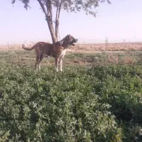 سگ افغان سن دو سال|سگ|میلاجرد, |دیوار