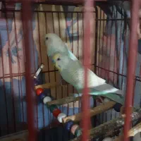 مرغ عشق|پرنده|الوند, |دیوار