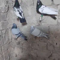 چهارتا کفتر پرشی مال حومه سبزوار|پرنده|سبزوار, ایزی شهر|دیوار