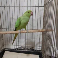 ملنگو|پرنده|گلبهار, شهر جدید گلبهار|دیوار