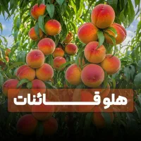 صنوبر با ۵ سال ضمانت + سلامت از جهاد با ۵ ٪ تخفیف