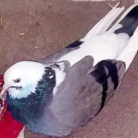 کبوتر گمشده