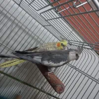 عروس هلندی|پرنده|اهرم, |دیوار