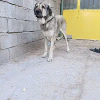 فروش به قیمت مناسب