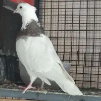 کبوتر طوقی|پرنده|تهران, قزل قلعه|دیوار