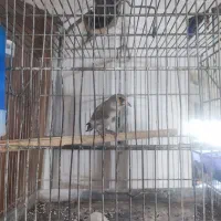 فروش سهره کرمانی درجه یک با قفس