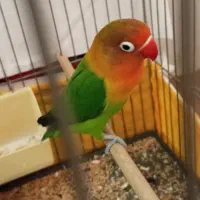 یک عدد کوتوله برزیلی نر بالغ