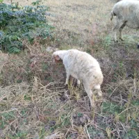 گوسفند نر|حیوانات مزرعه|املش, |دیوار