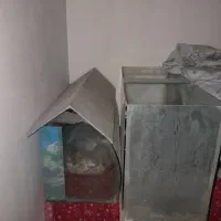 آکواریوم|ماهی|بیرجند, |دیوار