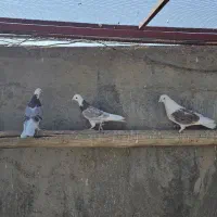 کبوتر شازده وپشت دار|پرنده|زارچ, |دیوار