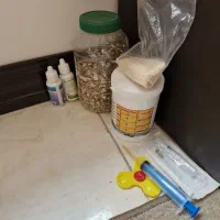 طوطی گرینچیک آنانسی دبل رد با قفس و لوازم کامل|پرنده|نکا, |دیوار